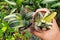 Holding the variegated Ox Tongue Gasteria Glomerata plants