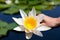 Holding water lily at the Danubian Delta