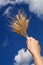 Holding wheat against blue sky