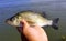 Holding a white perch by the bay