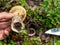 Holds a cut old white mushroom eaten by worms. Wormy mushroom. Autumn mushroom picking