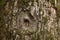 Hole in the bark of a tree in place of a broken branch