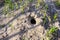 hole in the ground. Mole hole in the steppe.