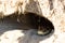 Hole in the ground. Snake - Burmese Python Python molurus bivittatus . space for text