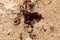 hole in the sand of an anthill with several ants