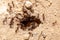 hole in the sand of an anthill with several ants