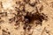 hole in the sand of an anthill with several ants