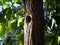 Hole in a tree with a bird nest in it, close up with sun shining