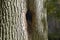 Hole in tree trunk