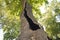 Hole in the trunk of the famous Birnam Oak, an ancient tree in Scotland linked to Shakespeareâ€™s Macbeth.