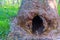 Hole in the trunk of a tingle tree caused by a bush fire at the valley of giants in Australia