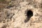 Hole of an unknown animal in the steppe