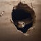 A hole in the wall is broken, a snake\\\'s head protrudes from the hole, close-up,