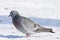 Holenduif, Stock Dove, Columba oenas