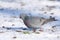 Holenduif, Stock Dove, Columba oenas