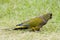 Holenparkiet, Burrowing Parrot, Cyanoliseus patagonus