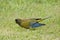 Holenparkiet, Burrowing Parrot, Cyanoliseus patagonus