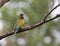 Holenparkiet, Burrowing Parrot, Cyanoliseus patagonus
