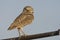 Holenuil, Burrowing Owl, Athene cunicularia