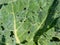 Holes on cabbage leaves bitten by pests