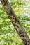 Holes in a dry tree from the work of woodpecker