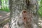 Holes in tree trunk with rough bark