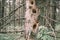 Holes from a woodpecker and hollow tree in a dead spruce. Concept of parasites and pests, and bird watching
