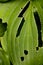 Holey green leaf plant ka background