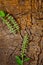 Holi basil on wooden background