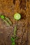 Holi basil on wooden background