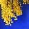 Holiday background with branch mimosa with yellow fragrant flower buds on a blue shiny background