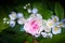 Holiday bouquet with drops. Rose and jasmine