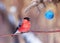Holiday card with a bright bullfinch sitting in the Park under the fir tree branches with Christmas ball