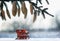 Holiday card with Christmas sleigh with gifts in the forest under snowfall and spruce branch