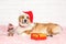 Holiday card with cute ginger puppy dog Corgi in red Christmas lying on pink plaid with gift