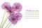 Holiday card with purple flowers alium isolated