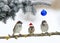 Holiday card with three funny little birds sparrows in Santa`s Christmas hat sit in a winter Park under the branches of a spruce