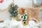 holiday and cat concept with british cat wear silk scarf and play with pine and christmas tree decorate background