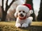 Holiday Chic: Vibrantly Adorned Poodle with Christmas Hat Radiates Charming and Colorful Festivity
