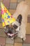 Holiday concept, funny french bulldog, with a yellow cone on his head, birthday