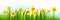 Holiday decor blossom banner with daffodils and grass.