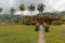 Holiday facilities with palms for native citizens in national park alejandro de humboldt near baracoa - cuba