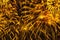 Holiday firework. Colorful golden sparks, glowing rain of comets and twinkling stars. Abstract festive background