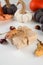 Holiday greeting card with Knitted decorative pumpkins, gifts, fall leaves, chestnuts
