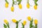 Holiday greeting card. Yellow tulip flowers border on white background. Spring background with tulips, copy space. Flat lay,