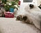 Holiday greyhound dog with Christmas presents