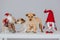 Holiday image with puppies waiting for adoption. Adopt for Christmas