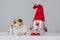 Holiday image with puppies waiting for adoption. Adopt for Christmas