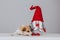 Holiday image with puppies waiting for adoption. Adopt for Christmas