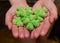 Holiday of Irish St. Patrick`s Day - cookies in the form of a green clover on the hands close-up as a symbol of the
